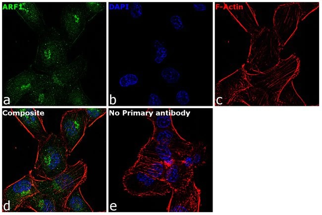 Immunocytochemistry/ Immunofluorescence - Anti-ARF1 antibody (AB183576), expandable thumbnail