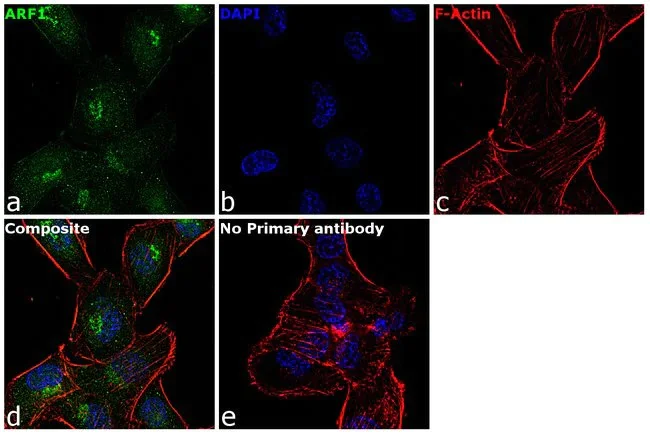 Immunocytochemistry/ Immunofluorescence - Anti-ARF1 antibody (AB183576)