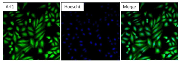 Immunocytochemistry/ Immunofluorescence - Anti-ARF1 antibody (ab183576), expandable thumbnail