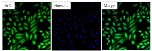 Immunocytochemistry/ Immunofluorescence - Anti-ARF1 antibody (AB183576)