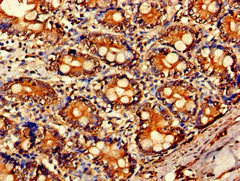 Immunohistochemistry (Formalin/PFA-fixed paraffin-embedded sections) - Anti-ARF1 antibody (AB236250)