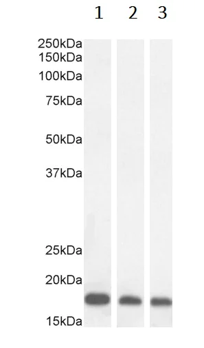 Western blot - Anti-ARF1 antibody (AB58578)
