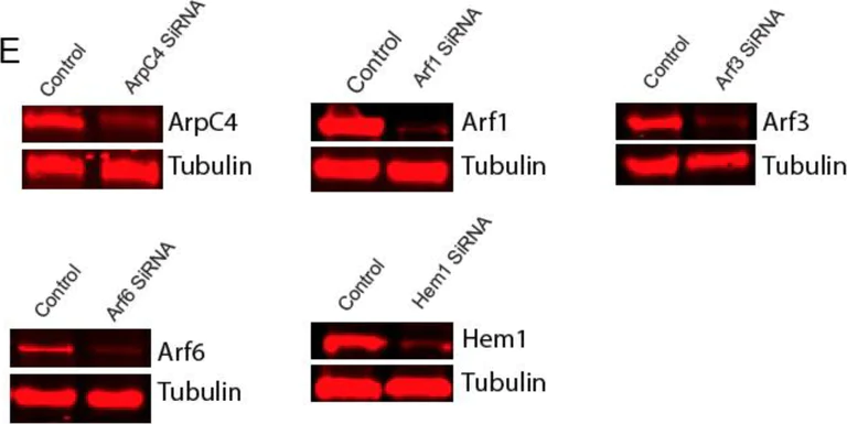 Western blot - Anti-ARF1 antibody (AB58578)