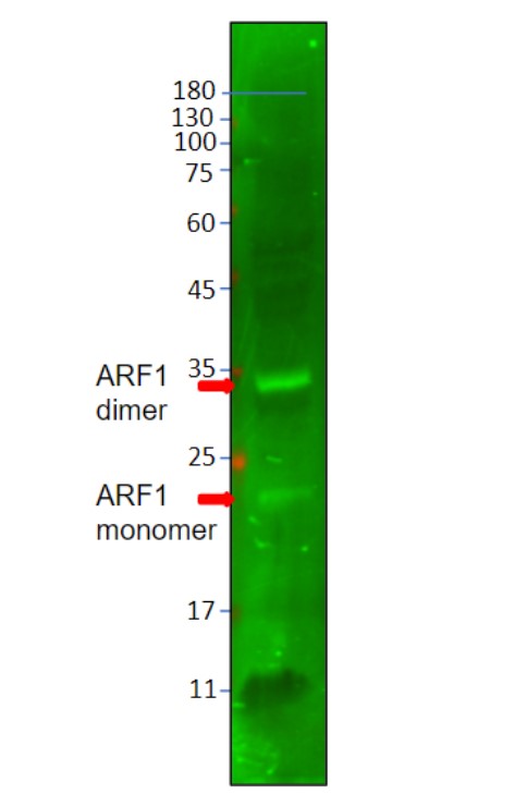 Western blot - Anti-ARF1 antibody (AB76082)