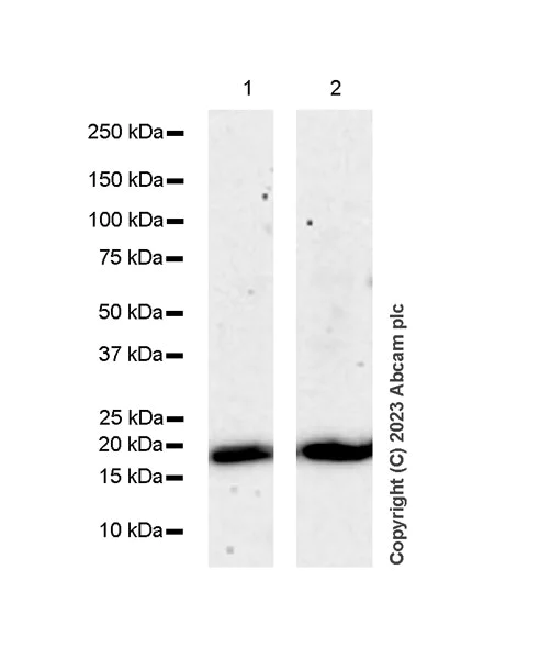 Western blot - Anti-ARF1 + ARF3 antibody [EP442Y] (AB32524)