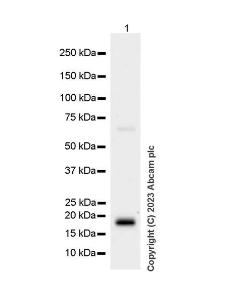 Western blot - Anti-ARF1 + ARF3 antibody [EP442Y] (AB32524)