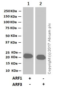 Western blot - Anti-ARF1 + ARF3 antibody [EP442Y] (AB32524)