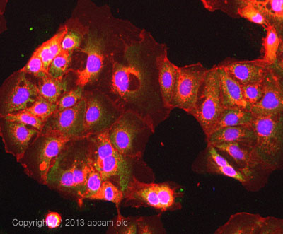 Immunocytochemistry/ Immunofluorescence - Anti-ARF1 + ARF3 antibody [EPR443] (AB108347), expandable thumbnail