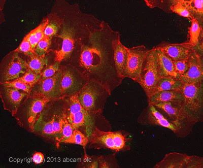 Immunocytochemistry/ Immunofluorescence - Anti-ARF1 + ARF3 antibody [EPR443] (AB108347)