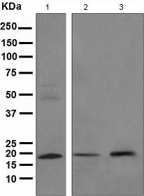 Western blot - Anti-ARF1 + ARF3 antibody [EPR443] (AB108347), expandable thumbnail