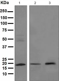 Western blot - Anti-ARF1 + ARF3 antibody [EPR443] (AB108347)