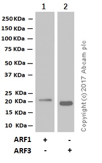 Western blot - Anti-ARF1 + ARF3 antibody [EPR443] (AB108347), expandable thumbnail