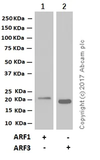 Western blot - Anti-ARF1 + ARF3 antibody [EPR443] (AB108347)