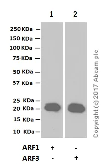 Western blot - Anti-ARF1 + ARF3 antibody [EPR8304(B)] (AB129003)