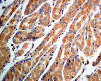 Immunohistochemistry (Formalin/PFA-fixed paraffin-embedded sections) - Anti-ARF1+ARF3 antibody [EPR8304(B)] - BSA and Azide free (AB248253), expandable thumbnail
