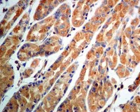 Immunohistochemistry (Formalin/PFA-fixed paraffin-embedded sections) - Anti-ARF1+ARF3 antibody [EPR8304(B)] - BSA and Azide free (AB248253)