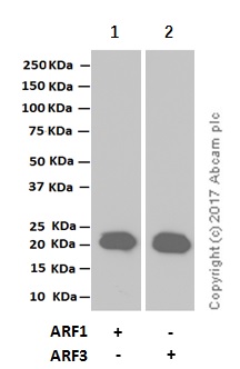 Western blot - Anti-ARF1+ARF3 antibody [EPR8304(B)] - BSA and Azide free (AB248253), expandable thumbnail