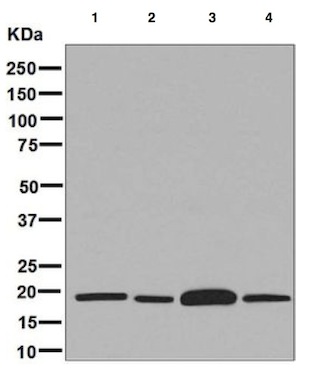 Western blot - Anti-ARF1+ARF3 antibody [EPR8304(B)] - BSA and Azide free (AB248253), expandable thumbnail