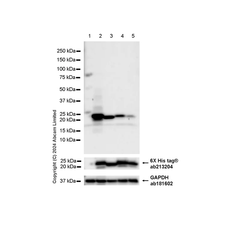 Western blot - Anti-ARF1+ARF3+ARF4+ARF6 antibody [RM1272] (AB322396)