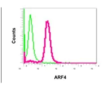 Flow Cytometry (Intracellular) - Anti-ARF4 antibody [EPR12133(B)] (AB171746)