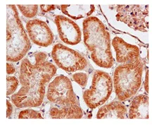 Immunohistochemistry (Formalin/PFA-fixed paraffin-embedded sections) - Anti-ARF4 antibody [EPR12133(B)] (AB171746)