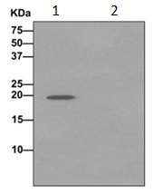 Immunoprecipitation - Anti-ARF4 antibody [EPR12133(B)] (AB171746)