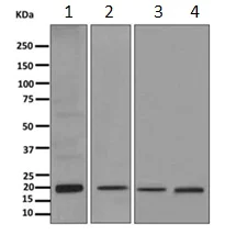 Western blot - Anti-ARF4 antibody [EPR12133(B)] (AB171746)