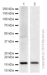 Western blot - Anti-ARF6 antibody [EPR8357] (AB131261)