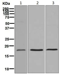 Western blot - Anti-ARF6 antibody [EPR8357] - BSA and Azide free (AB248394)
