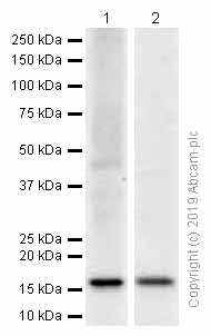 Western blot - Anti-ARF6 antibody [EPR8357] - BSA and Azide free (AB248394)