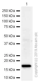 Western blot - Anti-ARF6 antibody [EPR8357] - BSA and Azide free (AB248394)