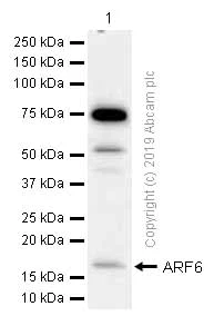 Western blot - Anti-ARF6 antibody [EPR8357] - BSA and Azide free (AB248394)
