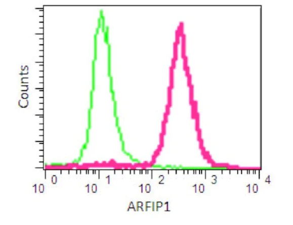 Flow Cytometry (Intracellular) - Anti-Arfaptin-1 antibody [EPR16360] (AB191430)