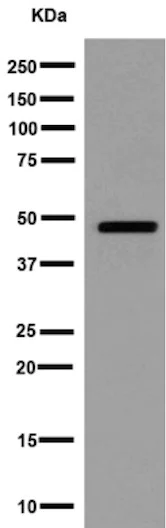 Western blot - Anti-Arfaptin-1 antibody [EPR16360] (AB191430)