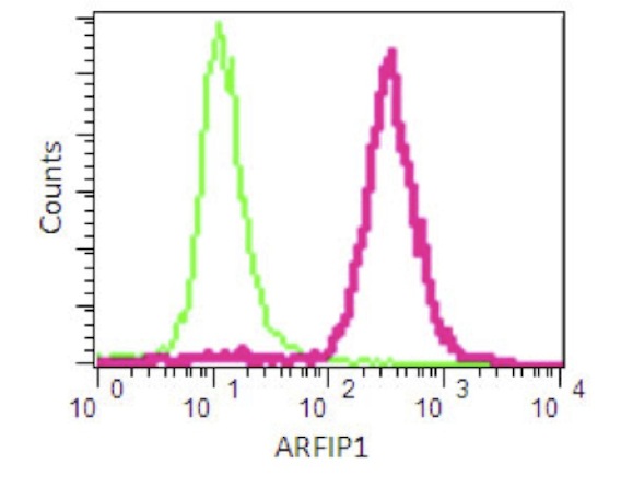 Flow Cytometry (Intracellular) - Anti-Arfaptin-1 antibody [EPR16360] - BSA and Azide free (AB251081)