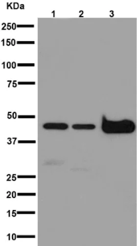 Western blot - Anti-Arfaptin-1 antibody [EPR16360] - BSA and Azide free (AB251081)