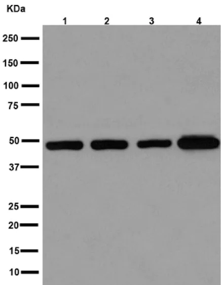 Western blot - Anti-Arfaptin-1 antibody [EPR16360] - BSA and Azide free (AB251081)