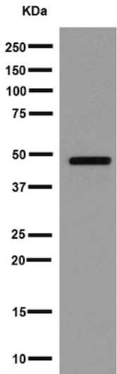 Western blot - Anti-Arfaptin-1 antibody [EPR16360] - BSA and Azide free (AB251081)