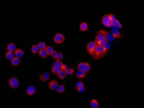 Immunocytochemistry/ Immunofluorescence - Anti-ARFGAP1 antibody [EPR13650] - BSA and Azide free (AB250706)