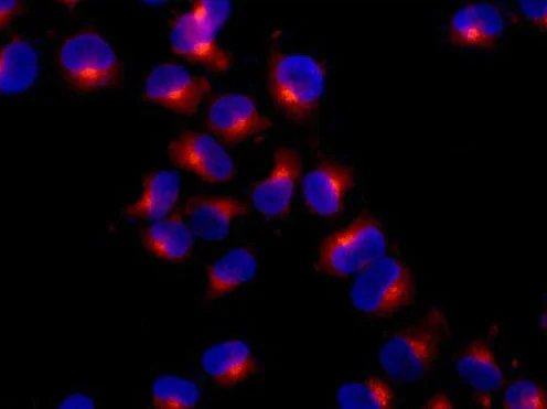Immunocytochemistry/ Immunofluorescence - Anti-ARFGAP1 antibody [EPR13650] - BSA and Azide free (AB250706)