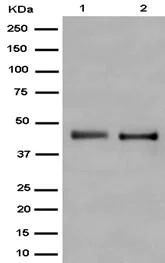 Western blot - Anti-ARFGAP1 antibody [EPR13650] - BSA and Azide free (AB250706)