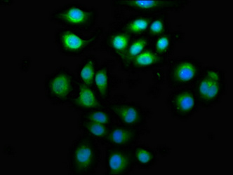 Immunocytochemistry/ Immunofluorescence - Anti-ARFGEF2/BIG2 antibody (AB236951)