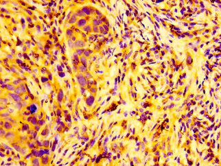 Immunohistochemistry (Formalin/PFA-fixed paraffin-embedded sections) - Anti-ARFGEF2/BIG2 antibody (AB236951)