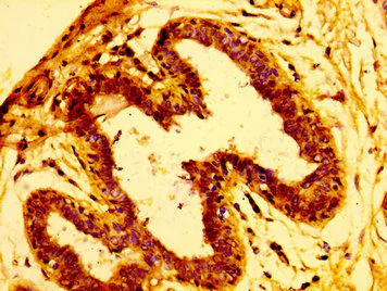 Immunohistochemistry (Formalin/PFA-fixed paraffin-embedded sections) - Anti-ARFGEF2/BIG2 antibody (AB236951)