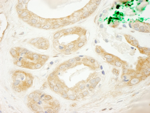 Immunohistochemistry (Formalin/PFA-fixed paraffin-embedded sections) - Anti-ARFGEF2/BIG2 antibody (AB72420)