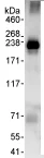 Immunoprecipitation - Anti-ARFGEF2/BIG2 antibody (AB72420)