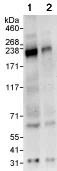 Western blot - Anti-ARFGEF2/BIG2 antibody (AB72420)