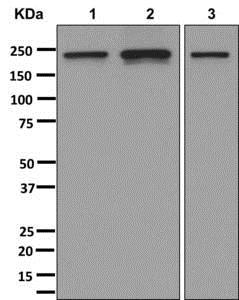 Western blot - Anti-ARFGEF2/BIG2 antibody [EPR10049] (AB180186)