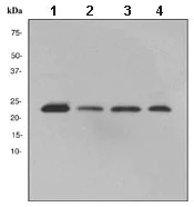 Western blot - Anti-ARFRP1/ARP antibody [EPR3899] (AB108199)