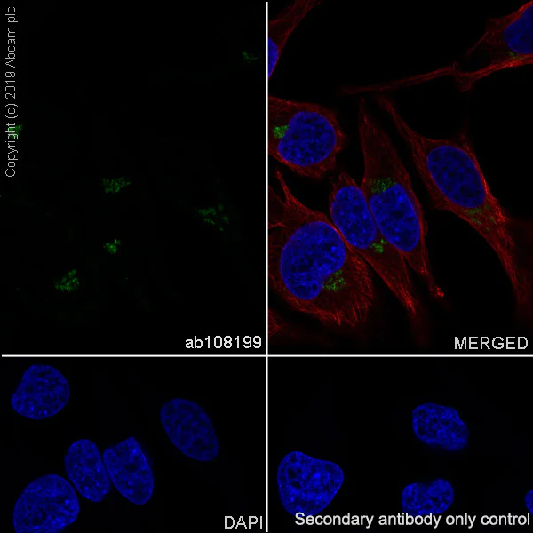 Immunocytochemistry/ Immunofluorescence - Anti-ARFRP1/ARP antibody [EPR3899] - BSA and Azide free (AB247605)